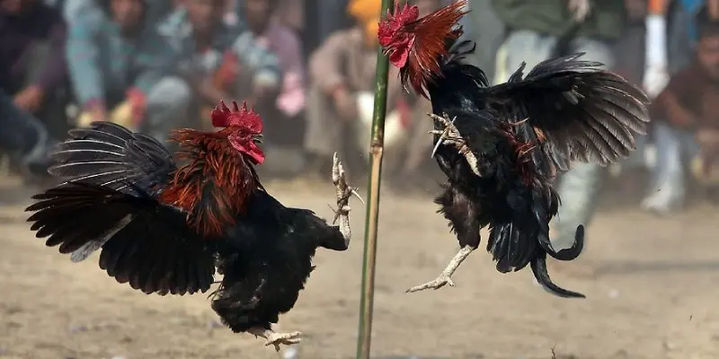 a group of roosters fighting